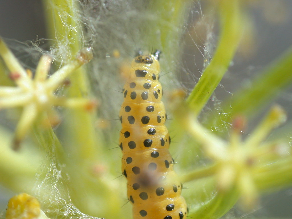 Bruco di Depressaria heraclei (Lep., Depressariidae)